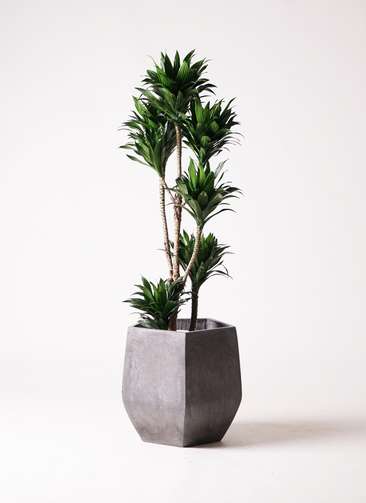 気まぐれ値引き(T-T)21800→16000 ドラセナ　コンパクタ　獅化　綴化 気まぐれ値引き(T-T)21800→16000 ドラセナ コンパクタ 獅化 綴