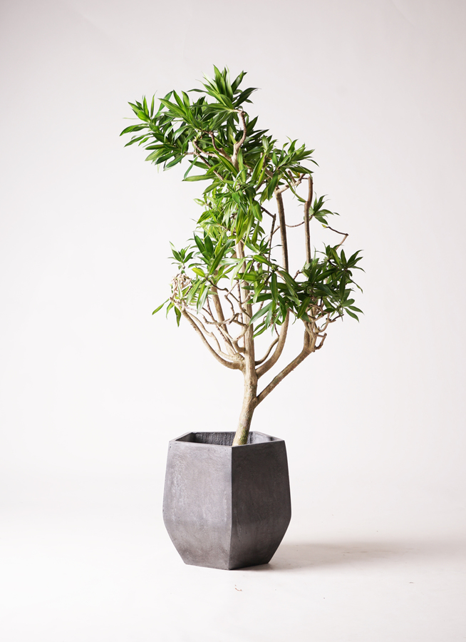 ドラセナ ソング オブ ジャマイカ | 観葉植物 | インテリアやギフトに