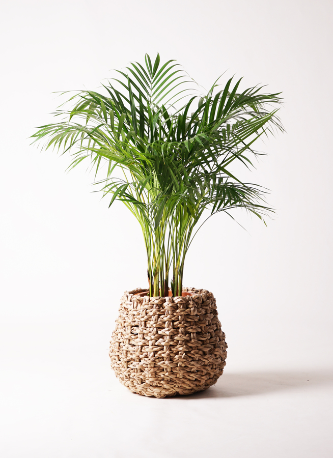 アレカヤシ8号 観葉植物 アレカヤシ 8号 セドナロング 墨 付き | 観葉植物なら
