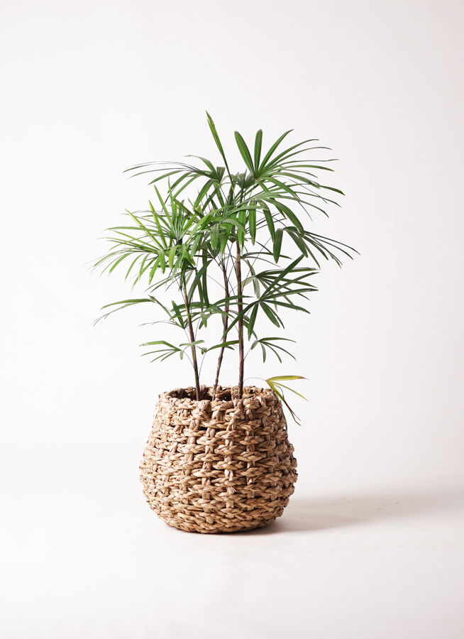 【現品】棕櫚竹（シュロチク）　8号　白鉢（1） 観葉植物 シュロチク（棕櫚竹） 8号 ジュピター 白 付き | 観葉