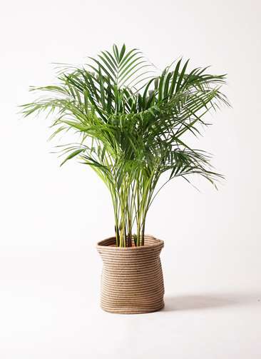 観葉植物 アレカヤシ 8号 リブバスケットNatural 付き | 観葉