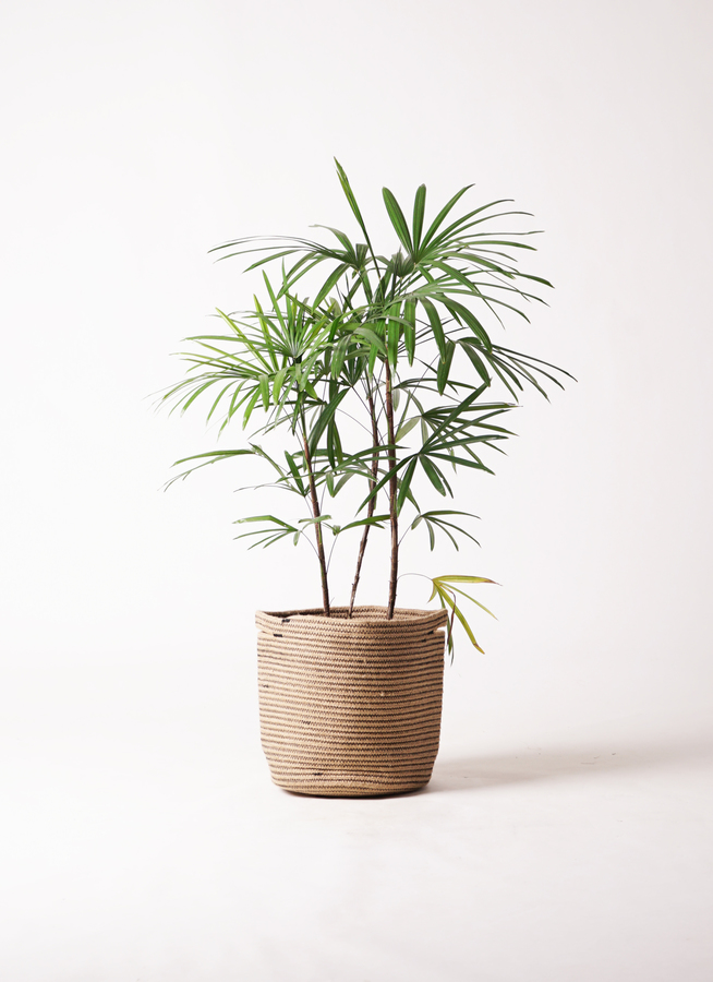 観葉植物 シュロチク（棕櫚竹） 8号 リブバスケットNatural 付き