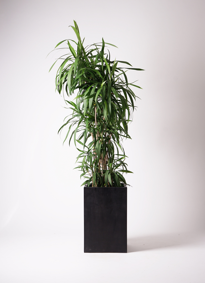 【よしざわ⚠神奈川】剣状の深みある緑葉が魅力♪コルディリネストリクタ10号 よしざわ様専用⚠神奈川】剣状の深みある緑葉が魅力