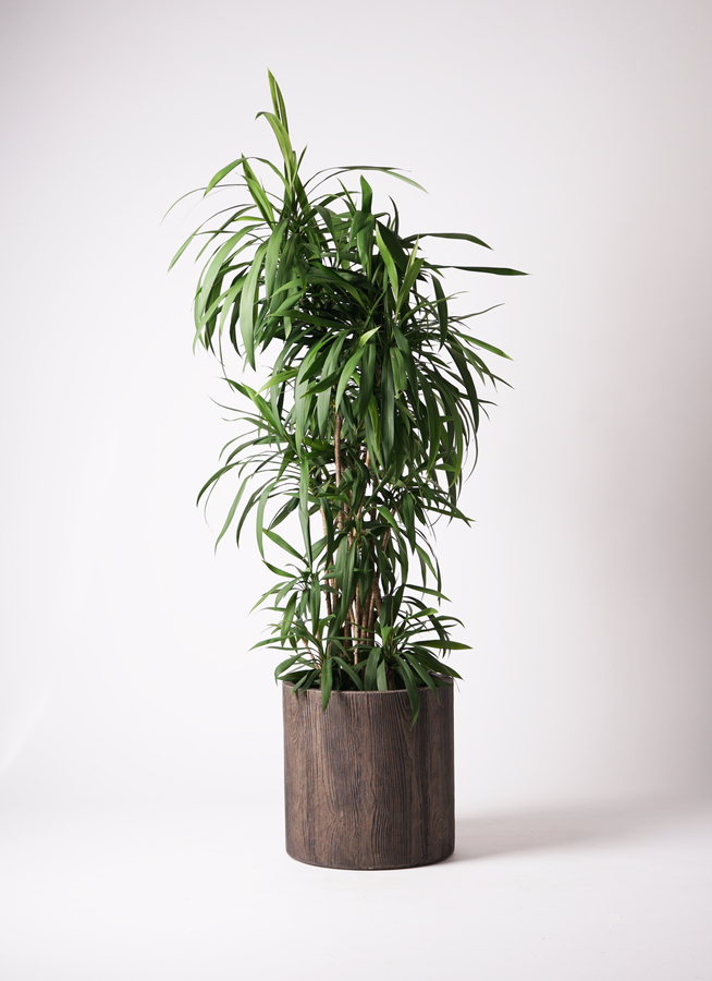 「トッタリング・バイ・ジェントリー」10号鉢 1.jpg?1501087279