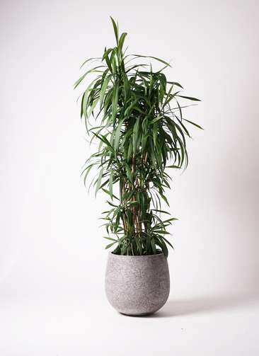 観葉植物 コルディリネ ストリクタ 10号 エコストーンGray 付き | 観葉