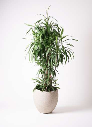 観葉植物 コルディリネ ストリクタ 10号 エコストーンLight Gray 付き