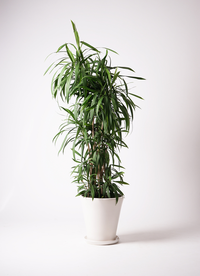 観葉植物 コルジリネ ストリクタ 1.jpg?1501087289