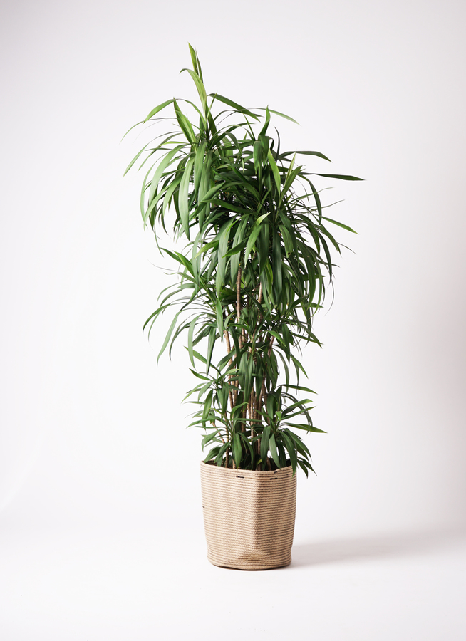 観葉植物 コルディリネ ストリクタ 10号 リブバスケットNatural 付き