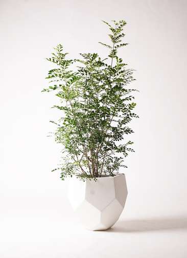 その他観葉植物 honokoo 観葉植物 ハイドロカルチャー – hananico（はなにこ）