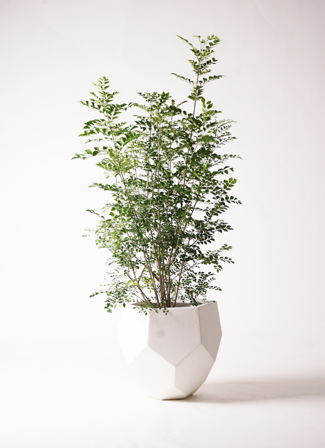 エ*ィ様 シマトネリコ　観葉植物　8号　約150センチ 観葉植物 シマトネリコ 8号 プラスチック鉢 | 観葉植物なら
