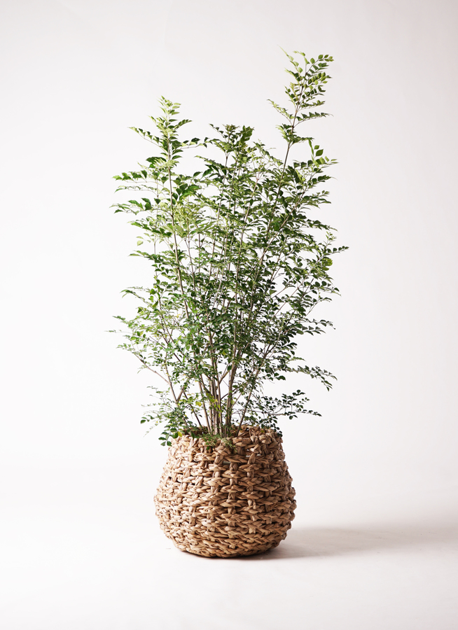 観葉植物 シマトネリコ 8号 ラッシュバスケット Natural 付き