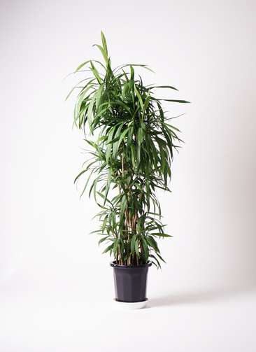 観葉植物 コルディリネ ストリクタ 10号 プラスチック鉢 | 観葉植物