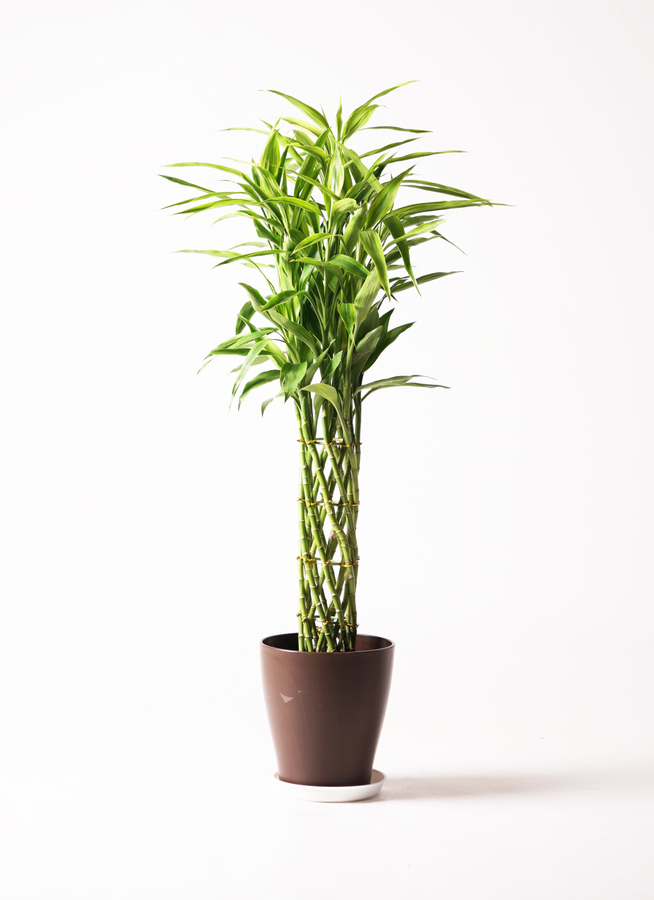 観葉植物 ドラセナ ミリオンバンブー（幸運の竹） 8号 ゴールド