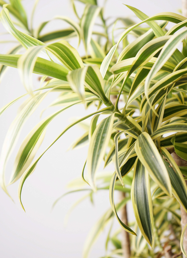 観葉植物 ドラセナ ソングオブインディア 観葉植物 ドラセナ ソング オブ インディア 10号 キューブ