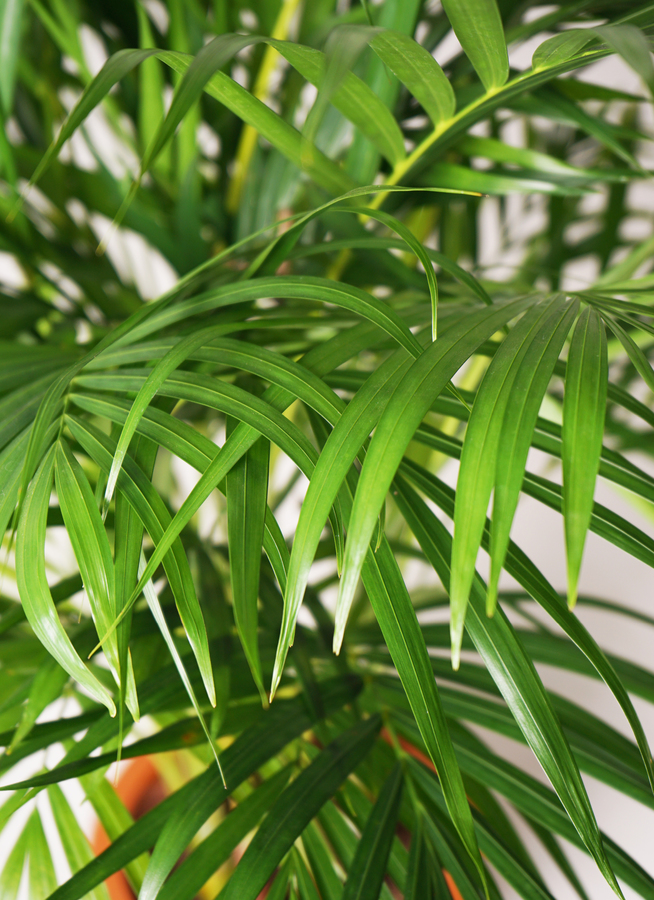 アレカヤシ。観葉植物。鉢ごと無料で発送致します。 アレカヤシ（陶器鉢、ラウンドタイプ白色）Lサイズ/観葉植物の