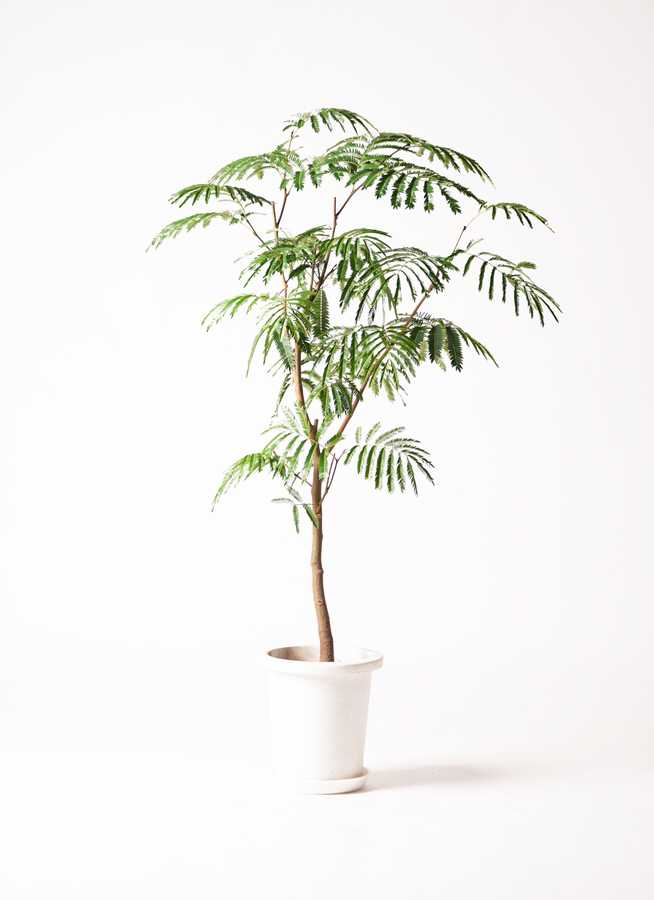 観葉植物 エバーフレッシュ 8号 ボサ造り ビアスアルトエッグ 白