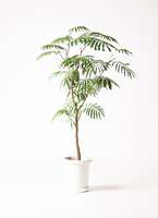 りんりんエバーフレッシュ　136センチ　8号鉢　観葉植物　ガーデニング 観葉植物 エバーフレッシュ 8号 ボサ造り バスク キューブ 付き | 観葉