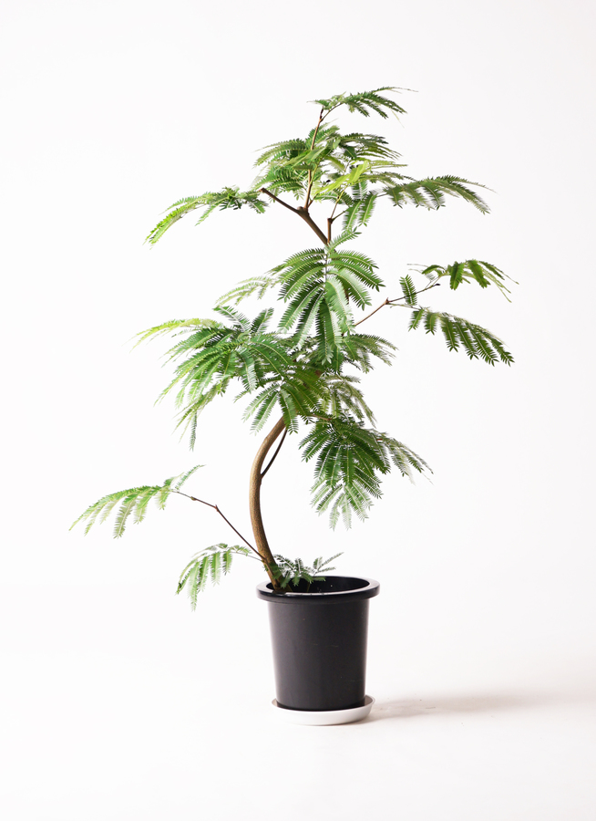 観葉植物 エバーフレッシュ 8号 曲り ラッシュバスケット