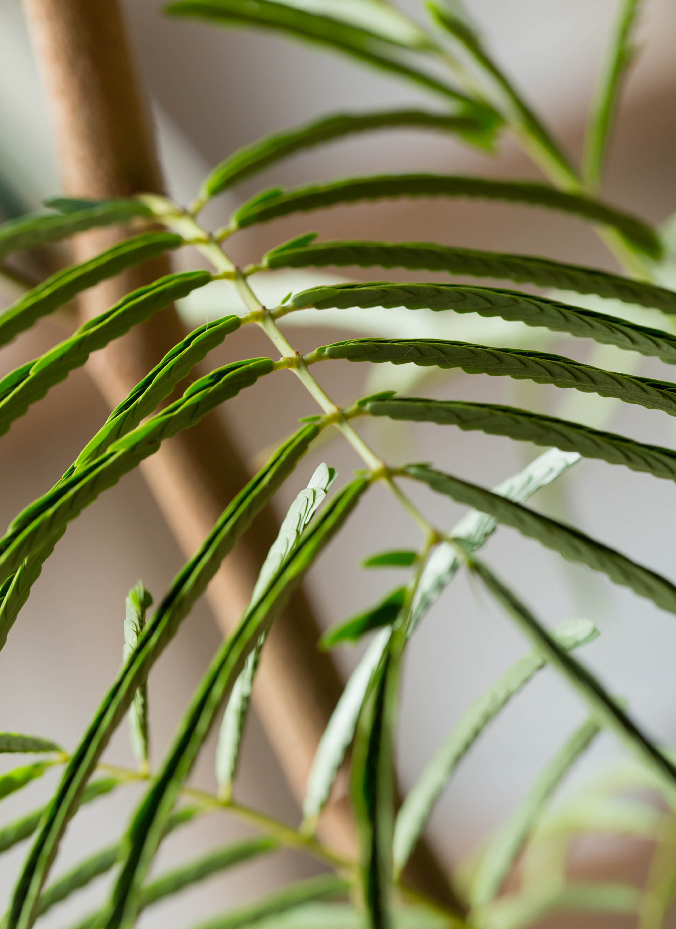 観葉植物 エバーフレッシュ 8号 曲り ラッシュバスケット