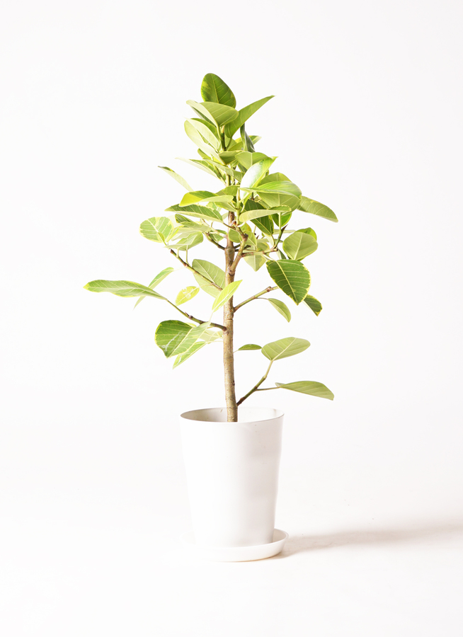 観葉植物 フィカス アルテシーマ 7号 ストレート プラスチック鉢