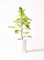 観葉植物 フィカス アルテシーマ 7号 ストレート プラスチック鉢