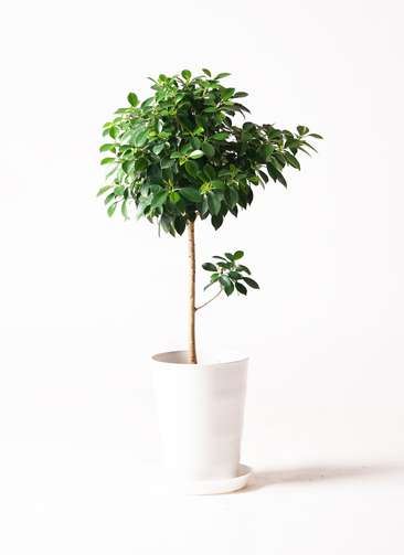 限定残り１鉢　希少　美品　豪華株　ドラセナ　フラグランススカイライン　7号　2 限定残り1鉢 希少 美品 豪華株 ドラセナ フラグランス