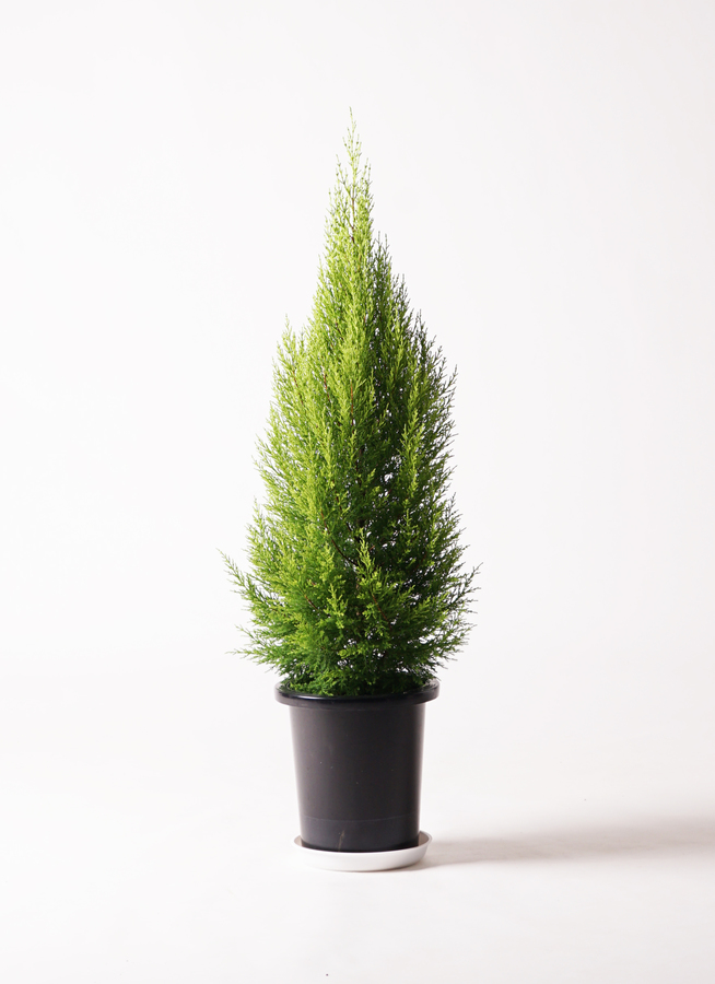 観葉植物 ゴールドクレスト 8号 ノーマル ビアスソリッド
