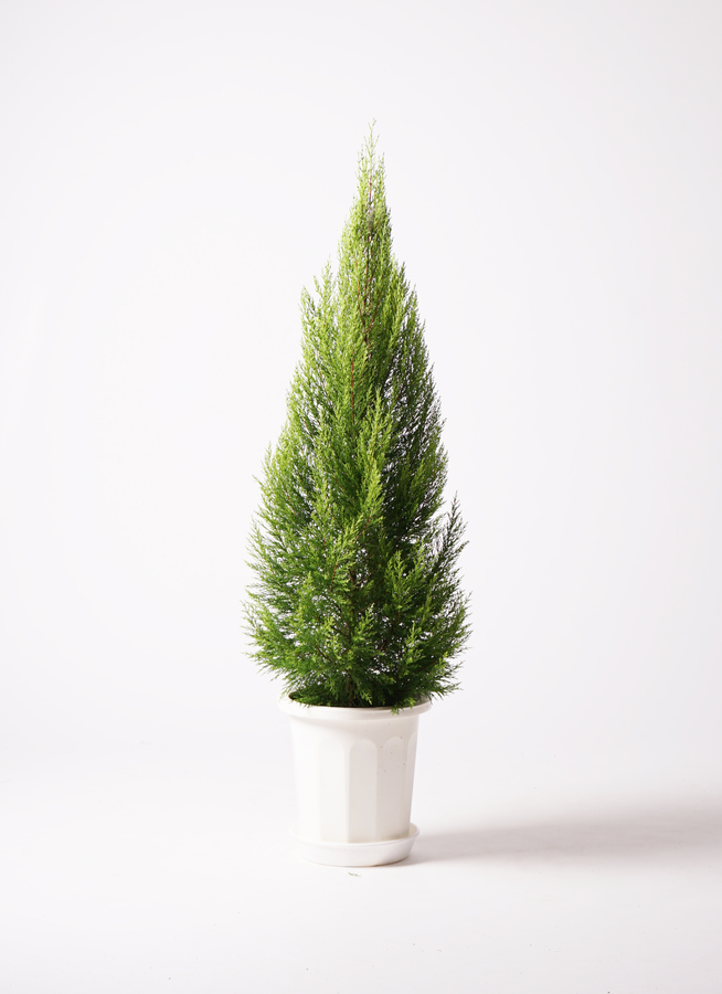観葉植物 ゴールドクレスト 10号 ノーマル プラスチック鉢 | 観葉植物