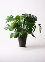 観葉植物 モンステラ 8号 ボサ造り プラスチック鉢 | 観葉植物なら