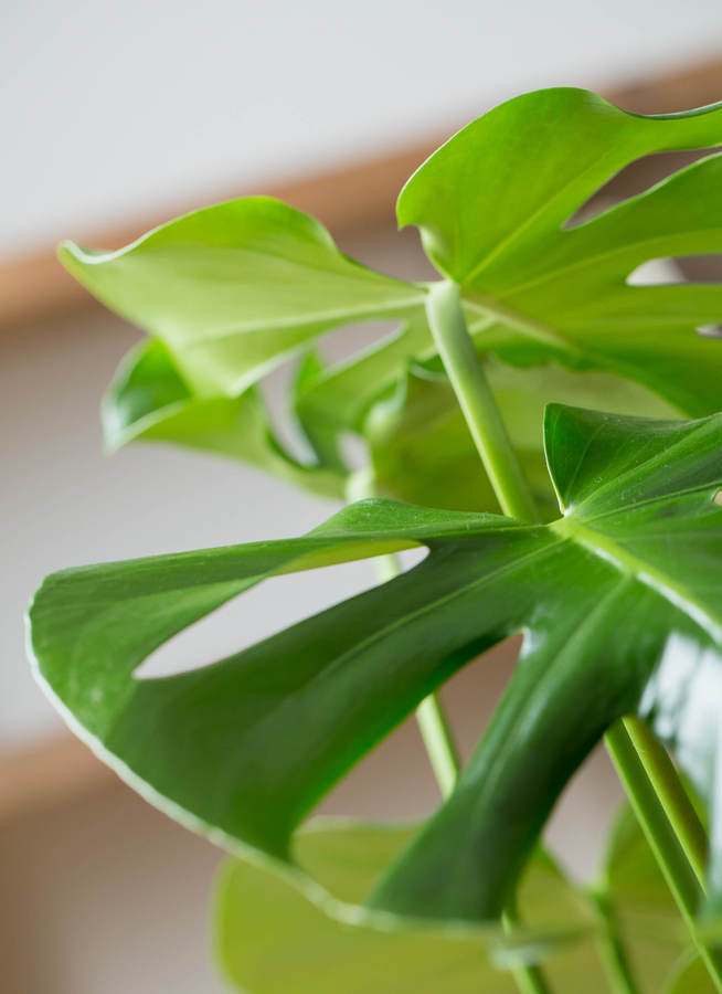 観葉植物　モンステラ モンステラ 木柱 | 観葉植物 | 送料無料でお届け - Hitohana