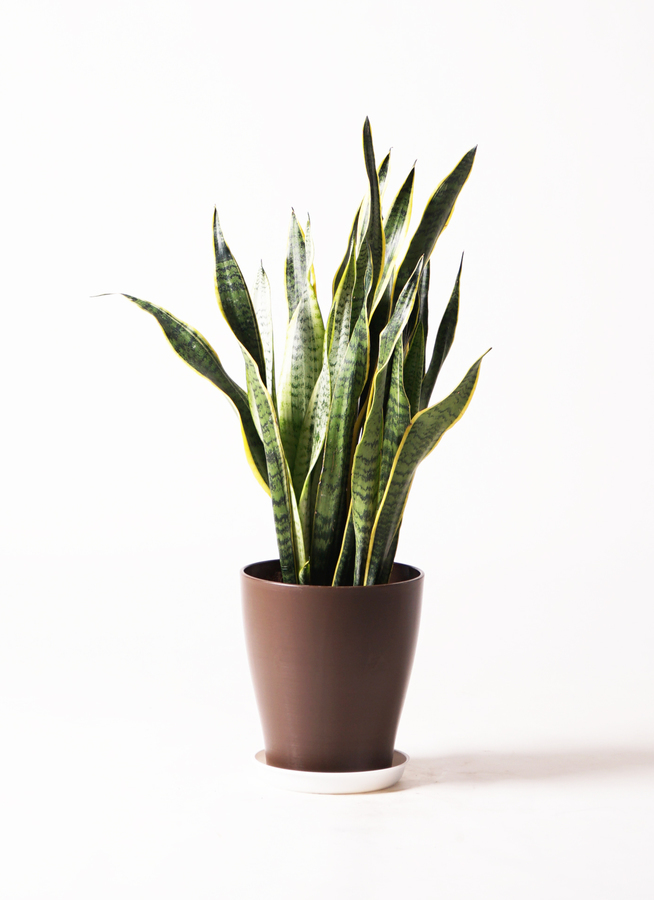 その他観葉植物 Latte MY PLANTS 長く丈夫に育てるタブレット 約170錠 KINCHO園芸 肥料