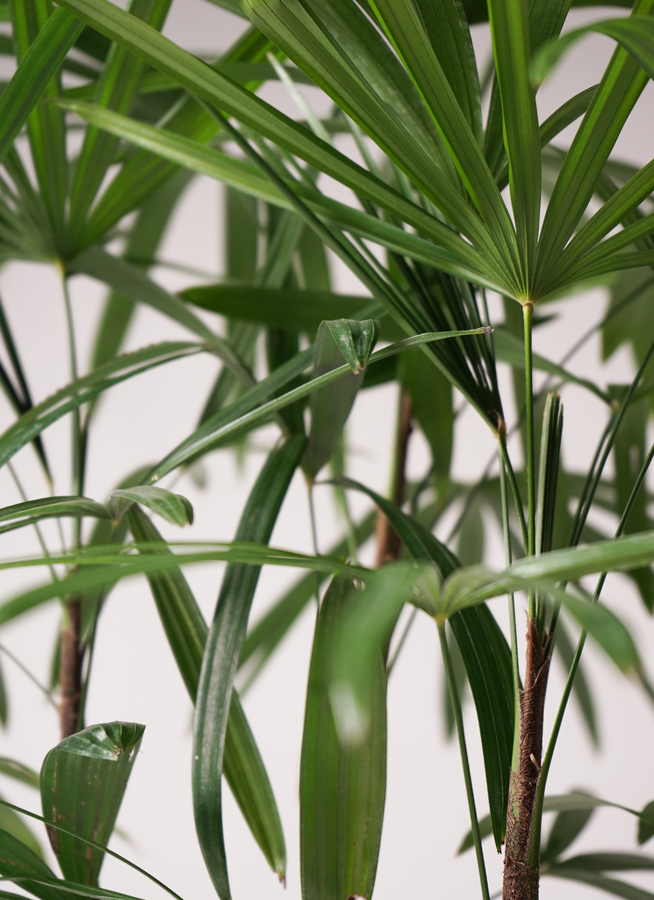 観葉植物 シュロチク（棕櫚竹） 8号 ベータ キューブプランター