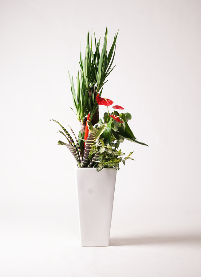 観葉植物 ユッカ 10号 寄せ植え 角高陶器 | 観葉植物ならHitoHana(ひと