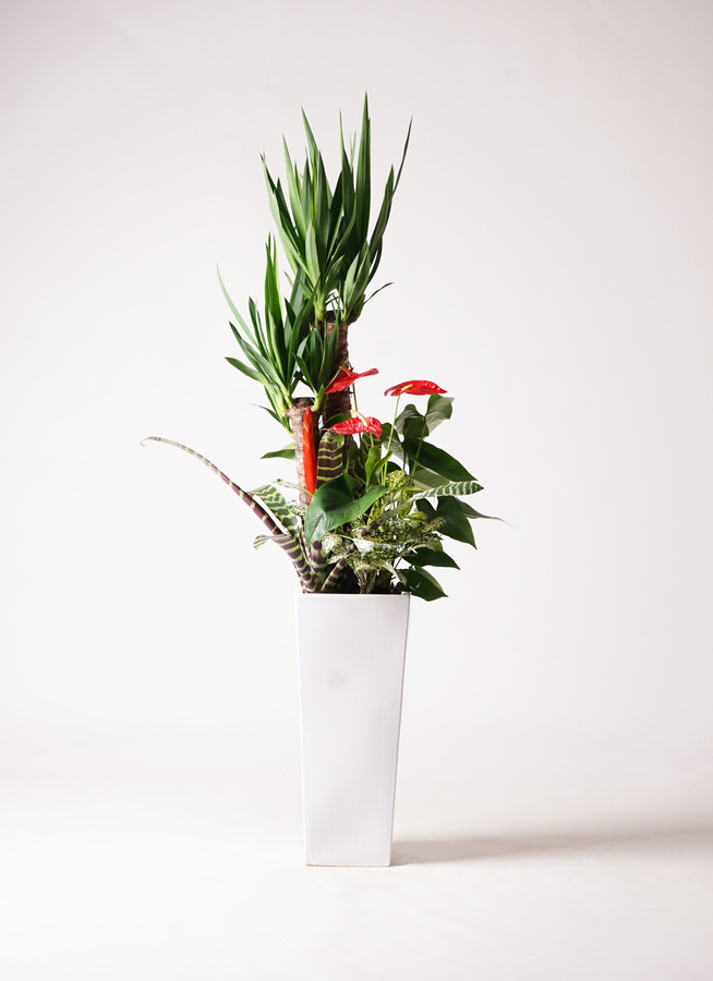ユッカ 観葉植物 観葉植物 ユッカ 8号 寄せ植え 角高陶器 | 観葉植物ならHitoHana(ひとはな)