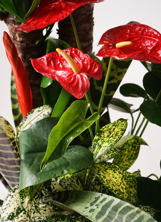 ユッカ(新品)　観葉植物 観葉植物 寄せ植え ユッカ 青年の木 7号 白 角陶器鉢 / 胡蝶蘭