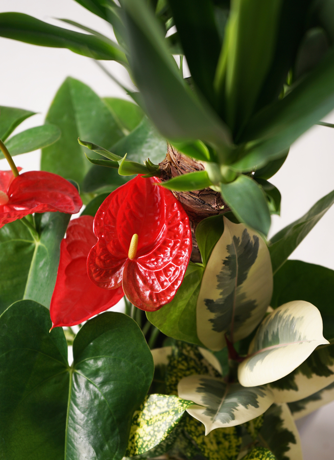 ユッカ 観葉植物 観葉植物 ユッカ 8号 曲り プラスチック鉢 | 観葉植物なら