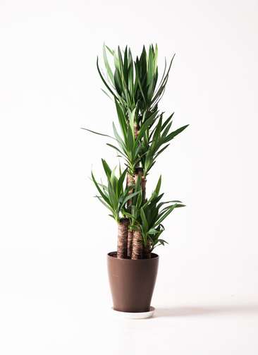 観葉植物 ユッカ 8号 ノーマル プラスチック鉢 | 観葉植物ならHitoHana