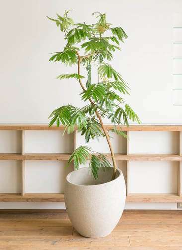 観葉植物 エバーフレッシュ 10号 曲り エコストーンLight Gray 付き
