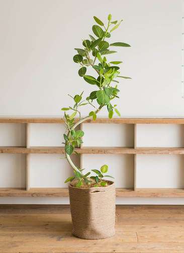 観葉植物 フィカス ベンガレンシス 10号 曲り リブバスケットNatural