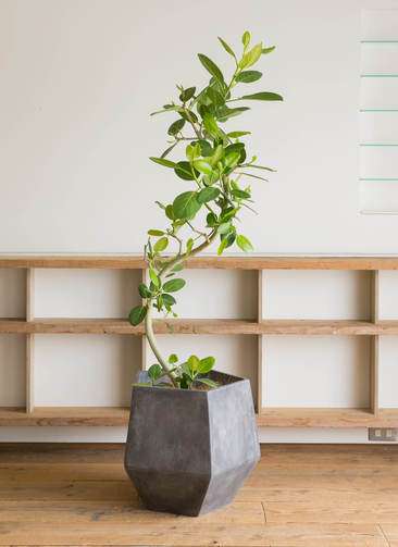 観葉植物 フィカス ベンガレンシス 10号 曲り ファイバークレイGray