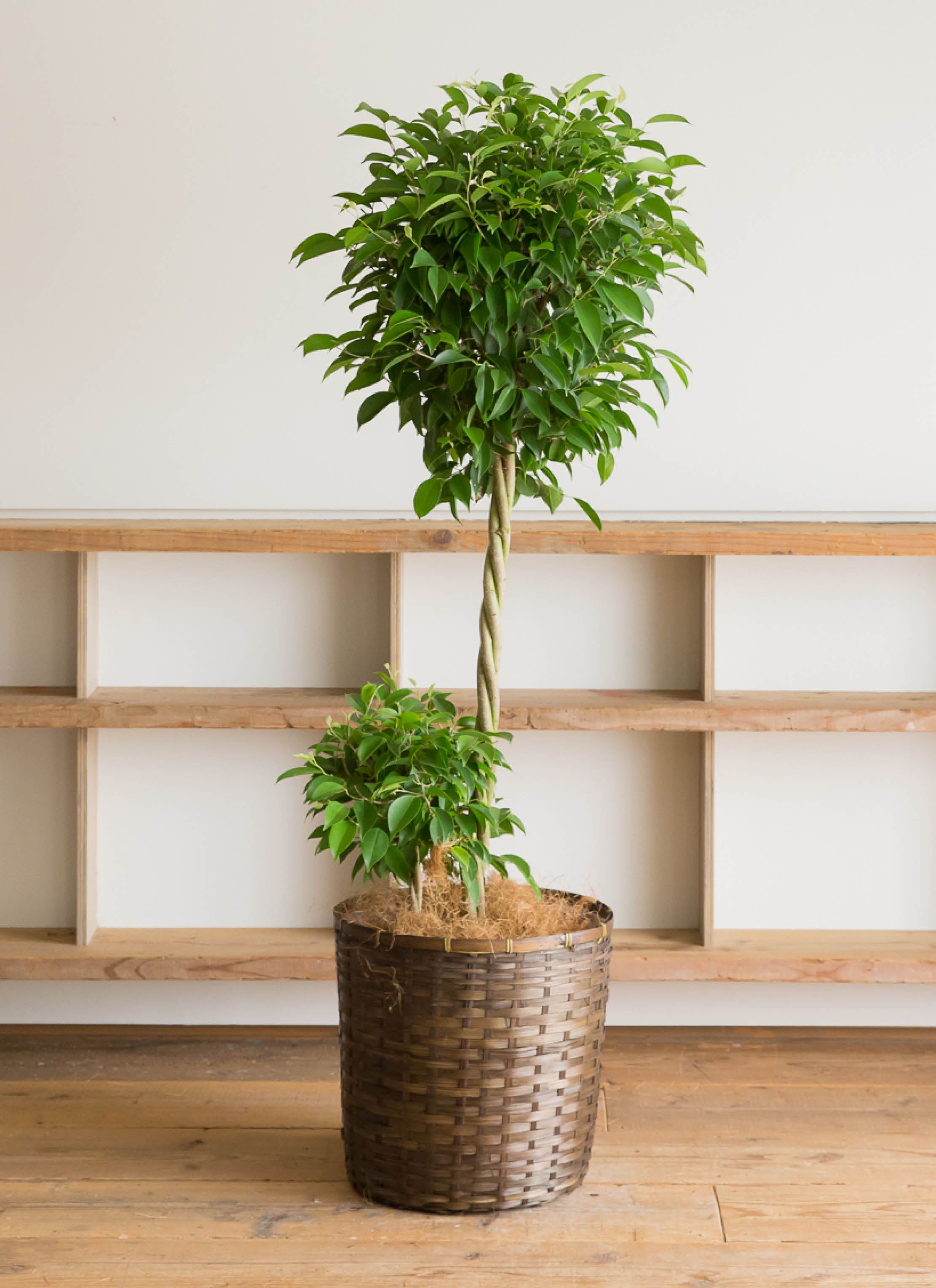 観葉植物 フィカス ベンジャミン 10号 玉造り リブバスケットNatural
