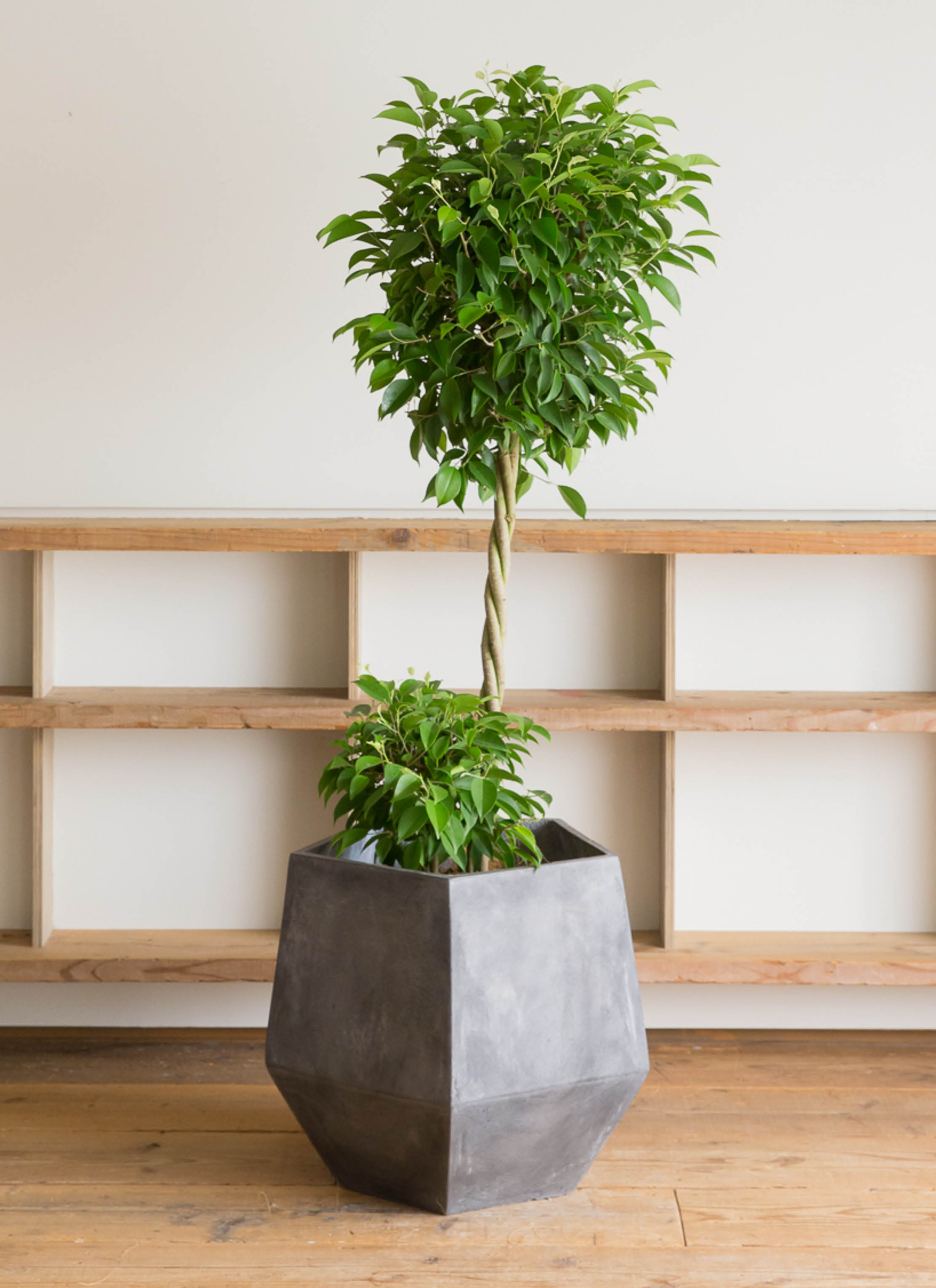 観葉植物 フィカス ベンジャミン 10号 玉造り プラスチック鉢 | 観葉