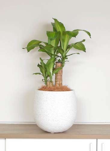 観葉植物 ドラセナ 幸福の木 6号 ノーマル エコストーンwhite 付き