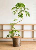 ブランドマニア⚠広島県追加有り】曲がる樹形が個性的♪ツピタンサス10