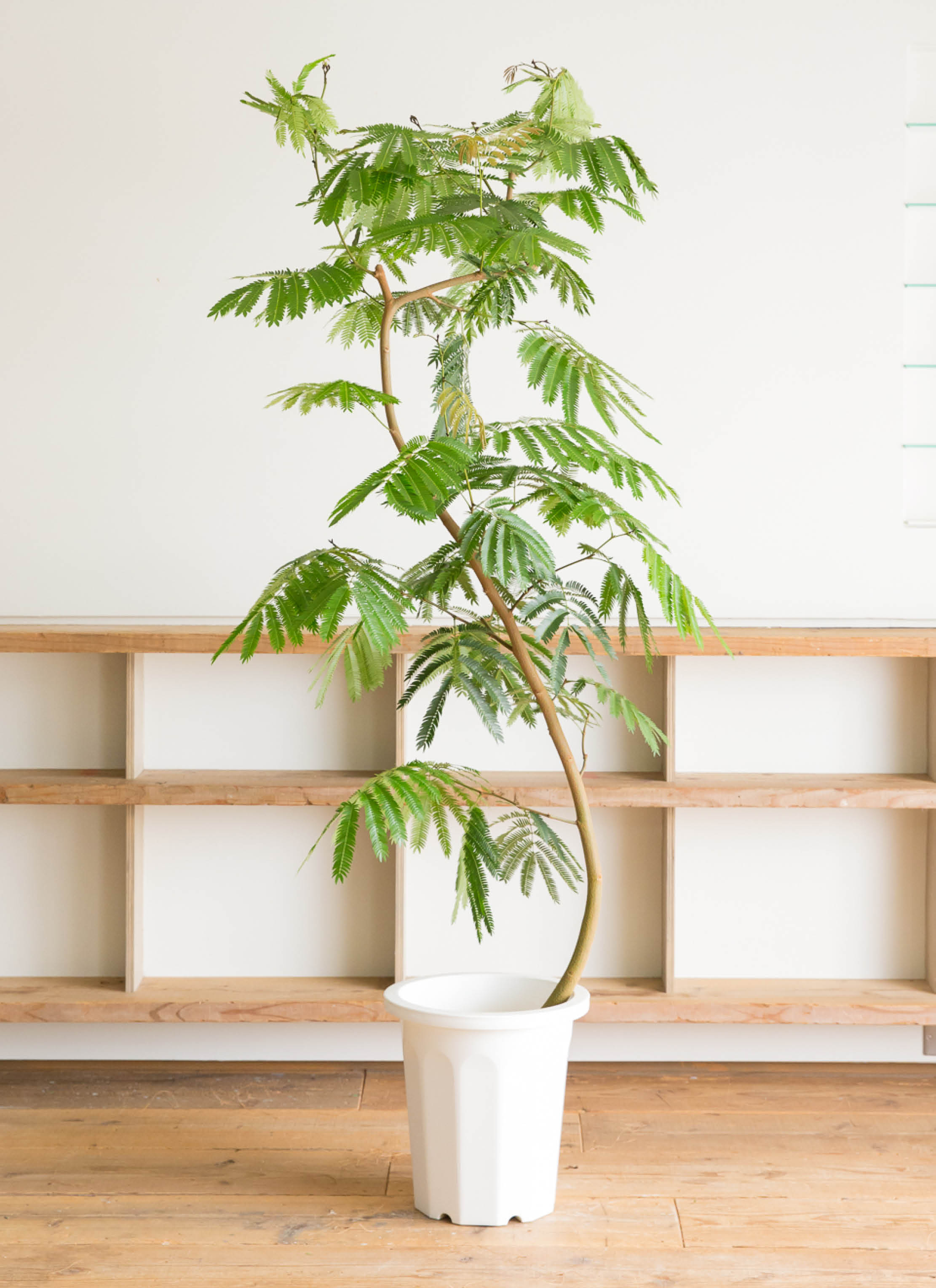 観葉植物 エバーフレッシュ 10号 曲り ファイバークレイGray 付き 