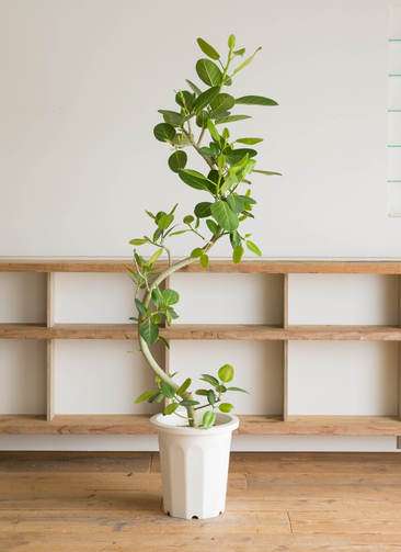 大型 フィカス ベンガレンシス 170-180cm 10号鉢 観葉植物 大型 フィカス ベンガレンシス 170-180cm 10号鉢 観葉植物
