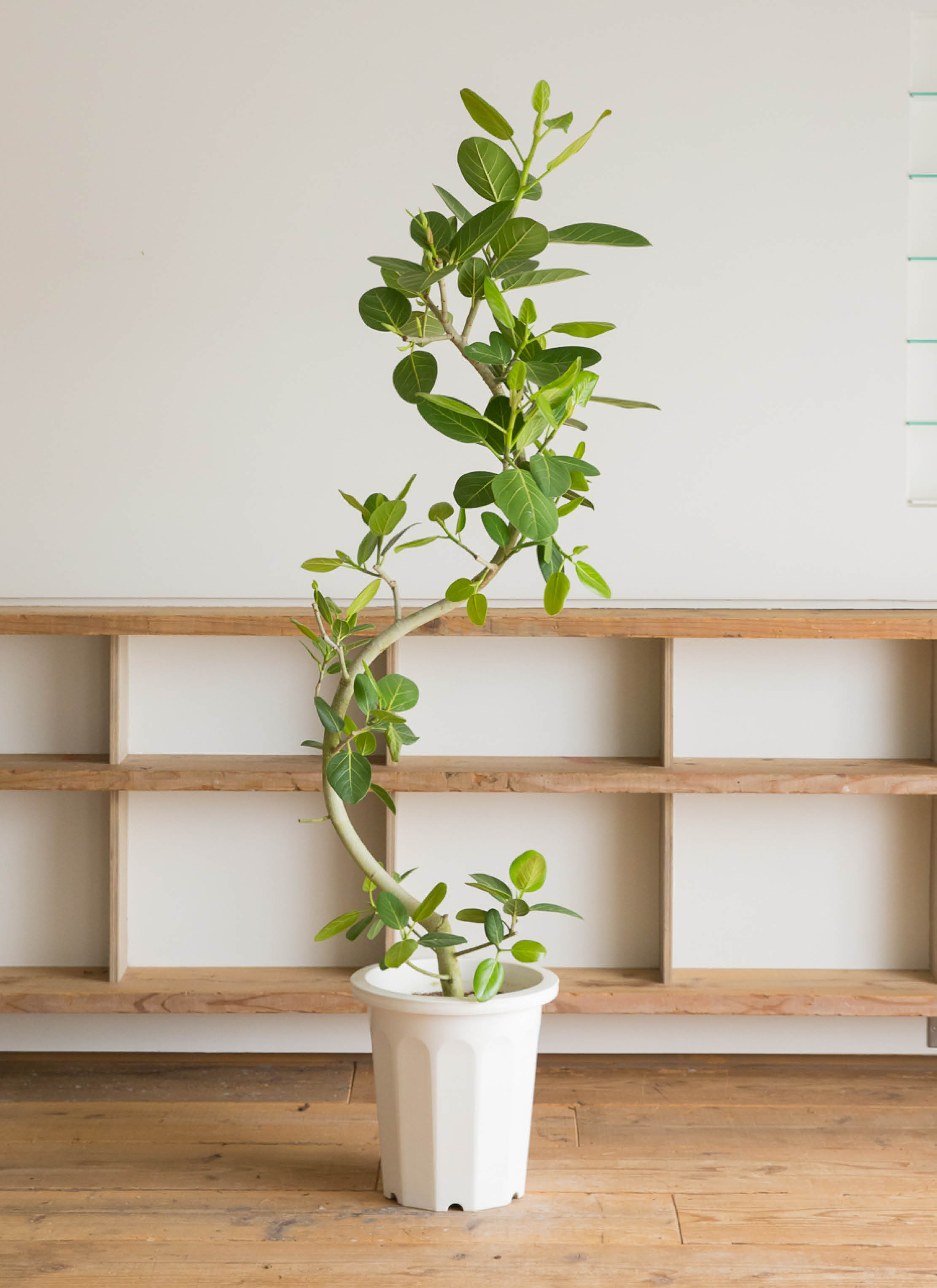 観葉植物 フィカス ベンガレンシス 10号 曲り プラスチック鉢 | 観葉