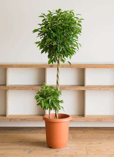 観葉植物 フィカス ベンジャミン 10号 玉造り プラスチック鉢 | 観葉