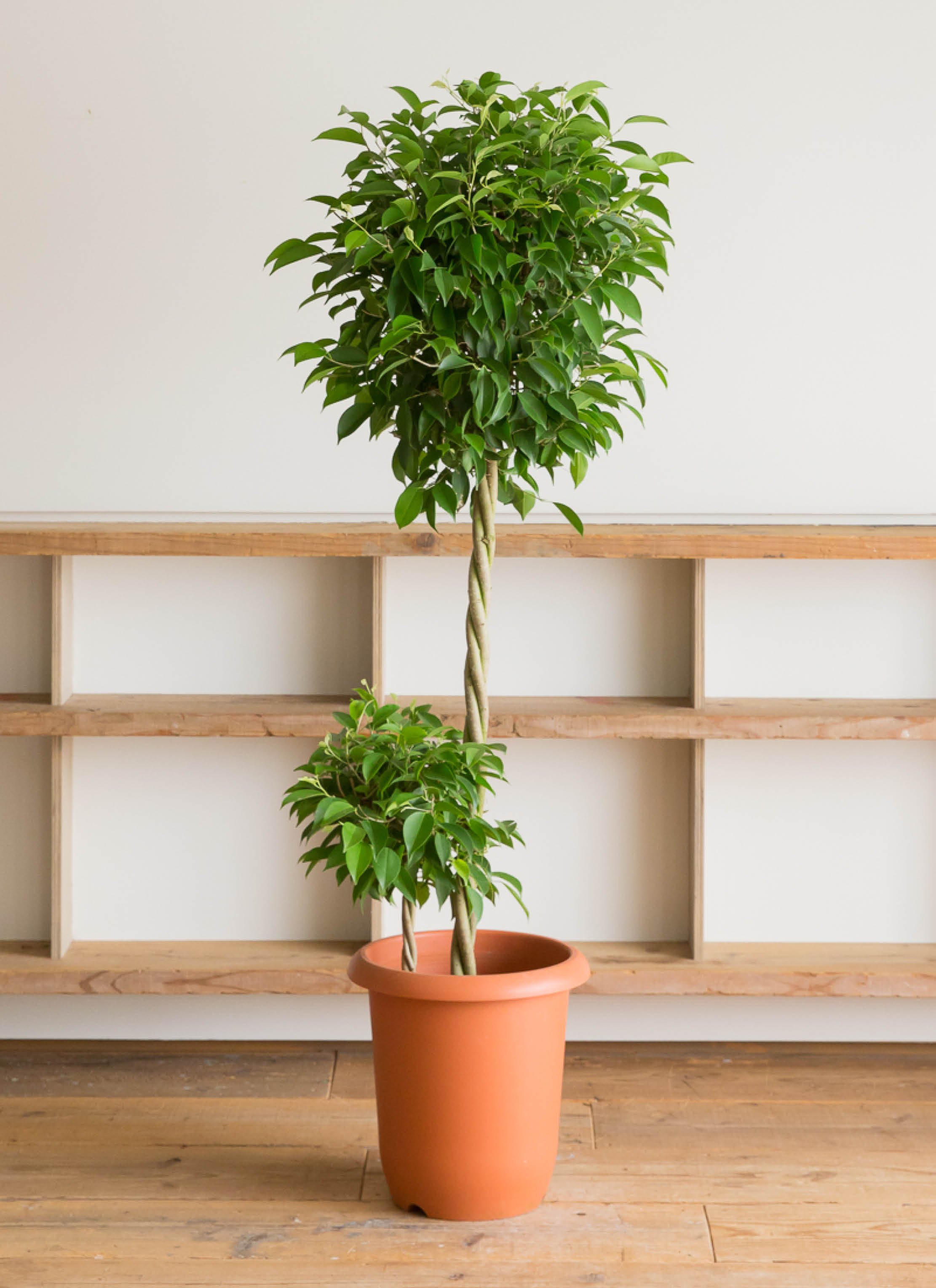 ベンジャミンヌダ10号（170センチ）※引越しのため5月中旬までの掲載