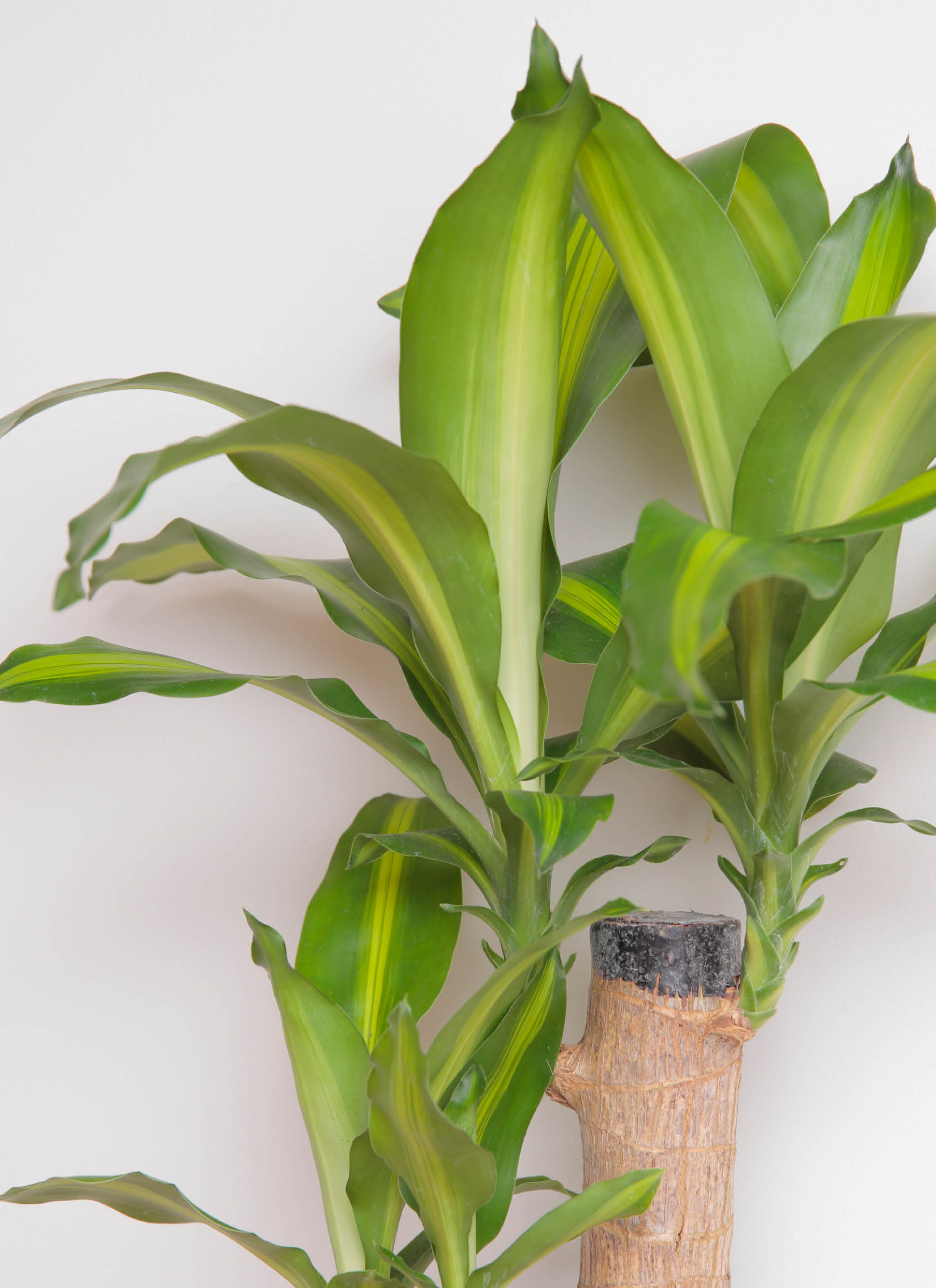 観葉植物 ドラセナ 幸福の木 6号 ノーマル 角高陶器 | 観葉植物